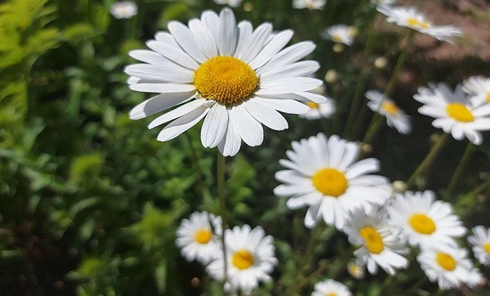 🌞Народный праздник 4 июля — Ульянов день.🌞Другие названия праздника — Ульян, День Ульяна, Липов цв