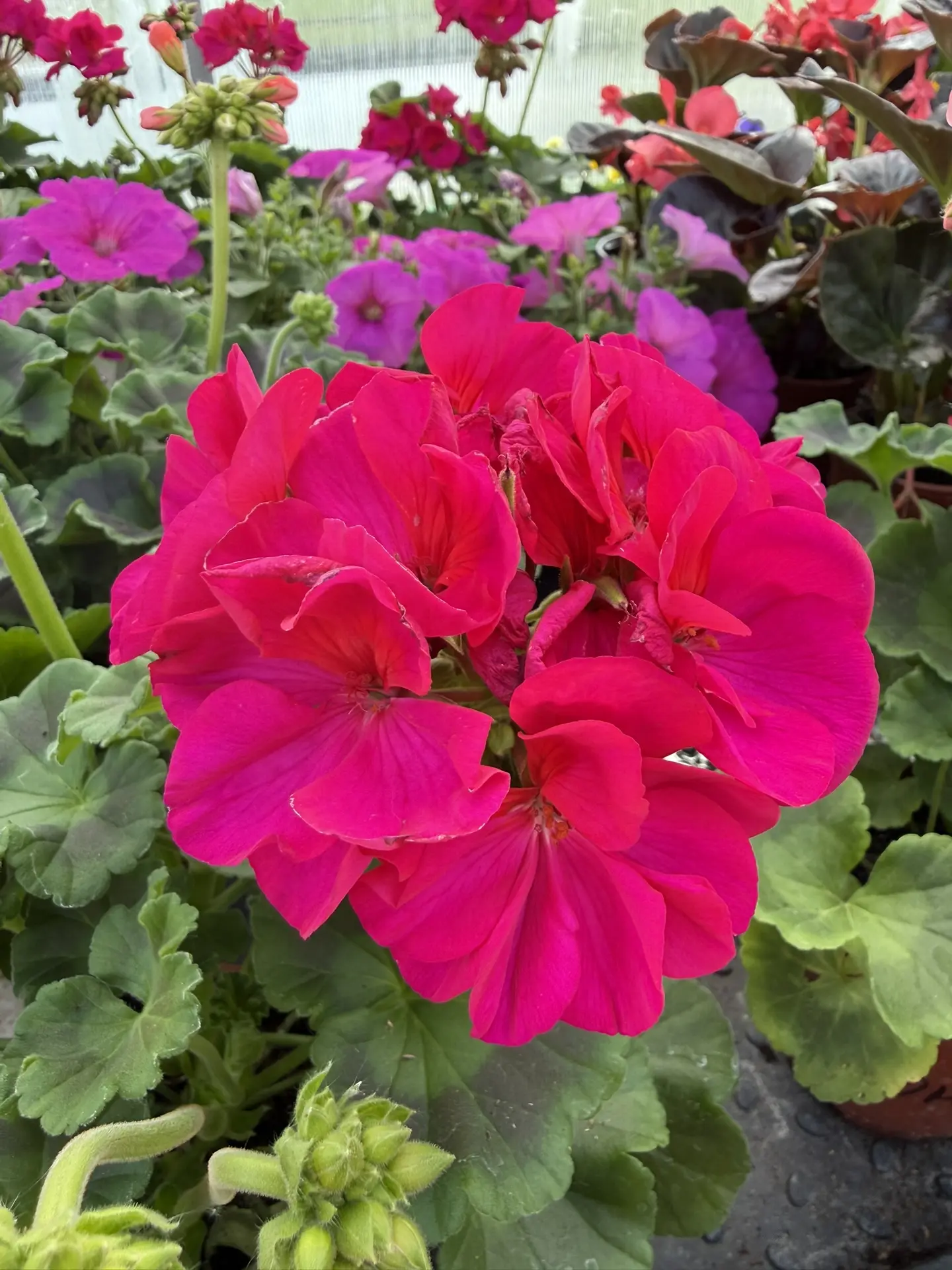 Наснимала красоты в теплице 😍 Глаз радуется 😍🩷 Что вам больше всего понравилось на фото?