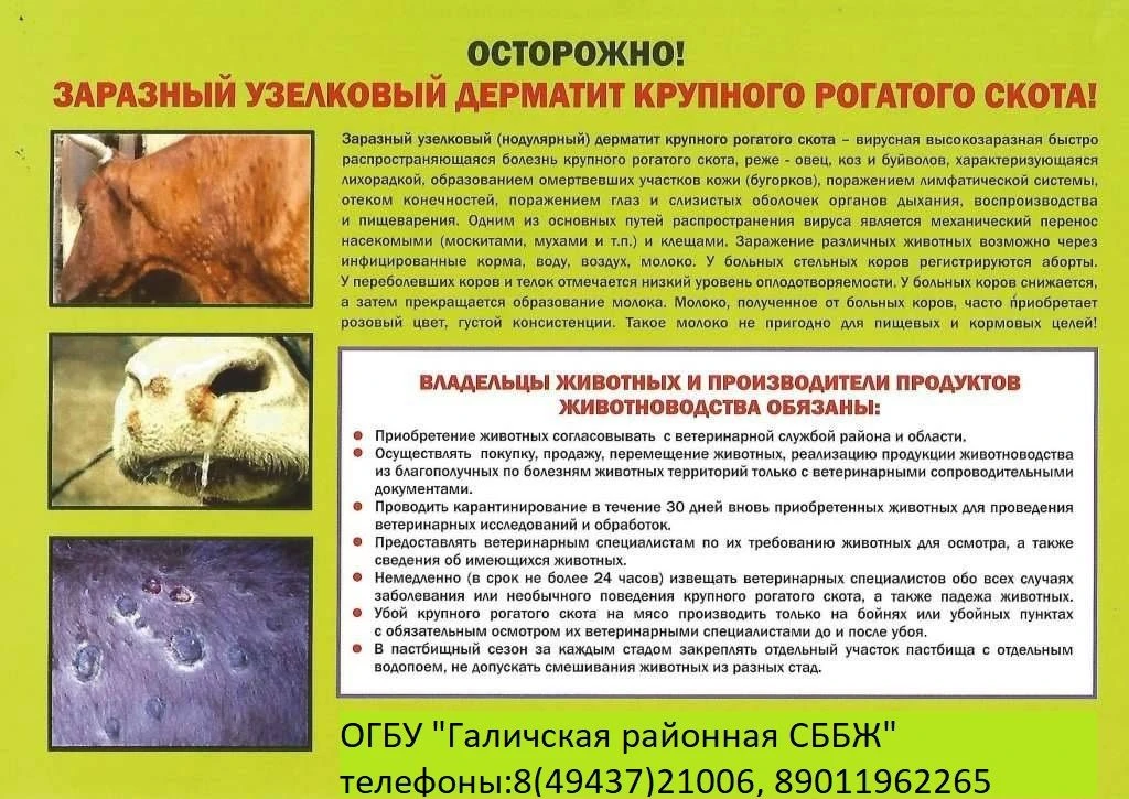 ПРОФИЛАКТИКА ЗАРАЗНОГО УЗЕЛКОВОГО ДЕРМАТИТА КРУПНОГО РОГАТОГО СКОТА.