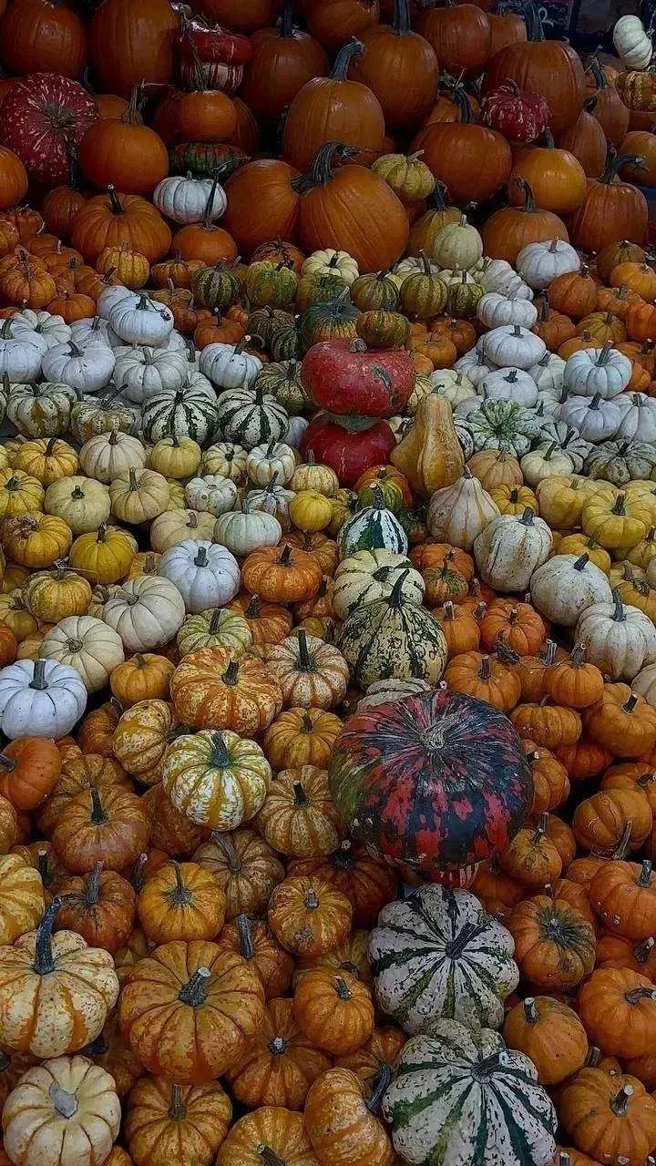 Тыквенный калейдоскоп нашли на Тухачевском рынке Ставрополя 🎃