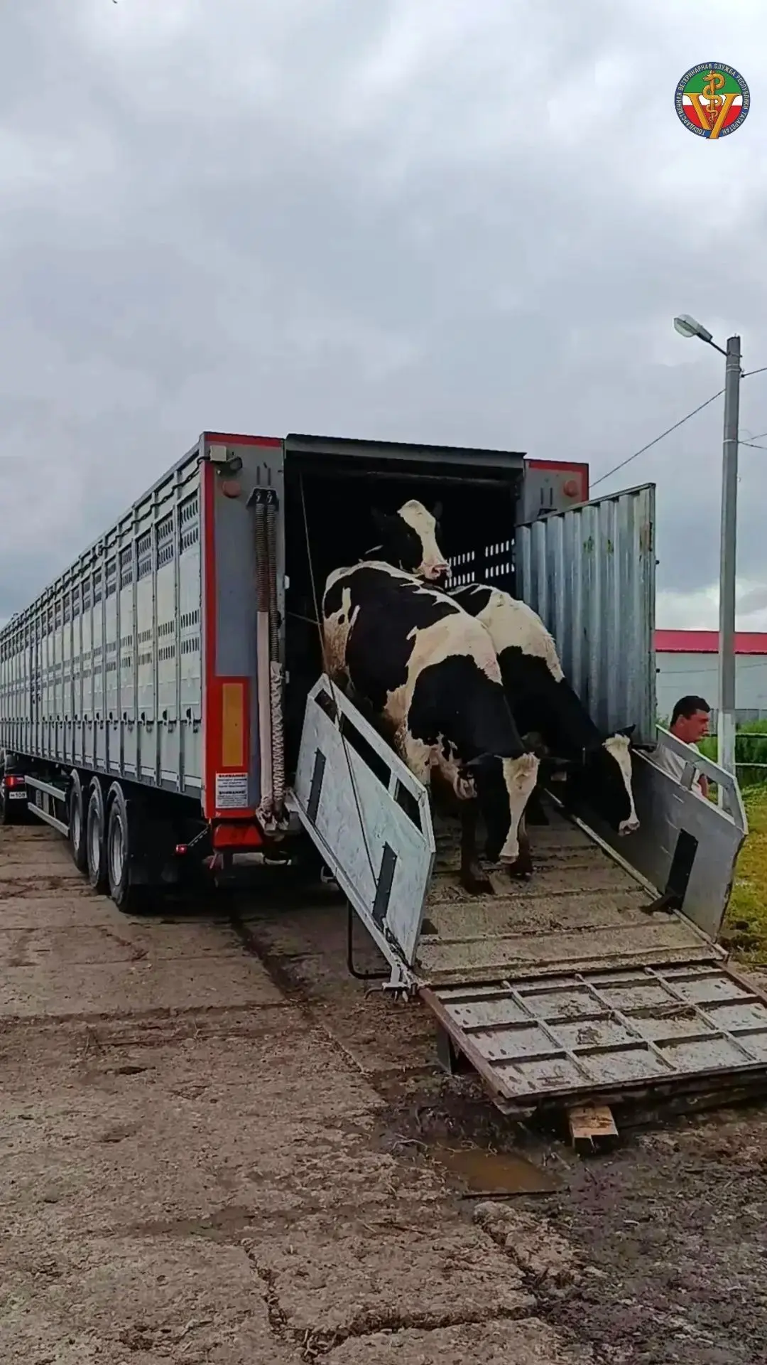 🐄 В Нурлатский район доставлен племенной скот!