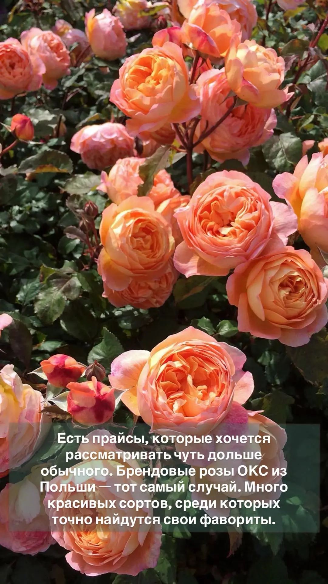 🌹 Когда в одном прайсе собраны десятки имён мировой селекции — выбирать становится инт...