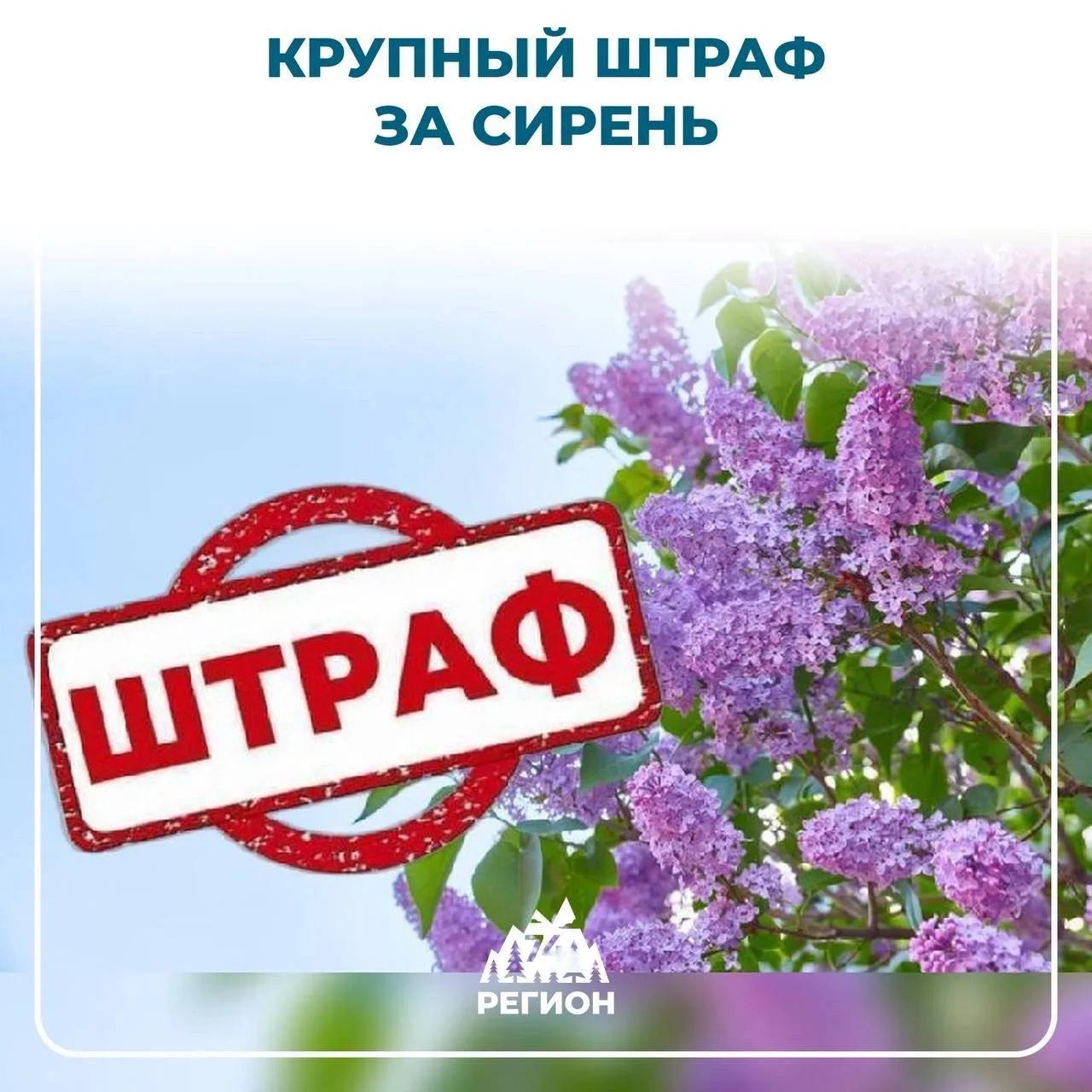 🔴🔵Крупный штраф грозит за сорванную сирень, напоминают юристы  Цветы и растения считаются имуществом