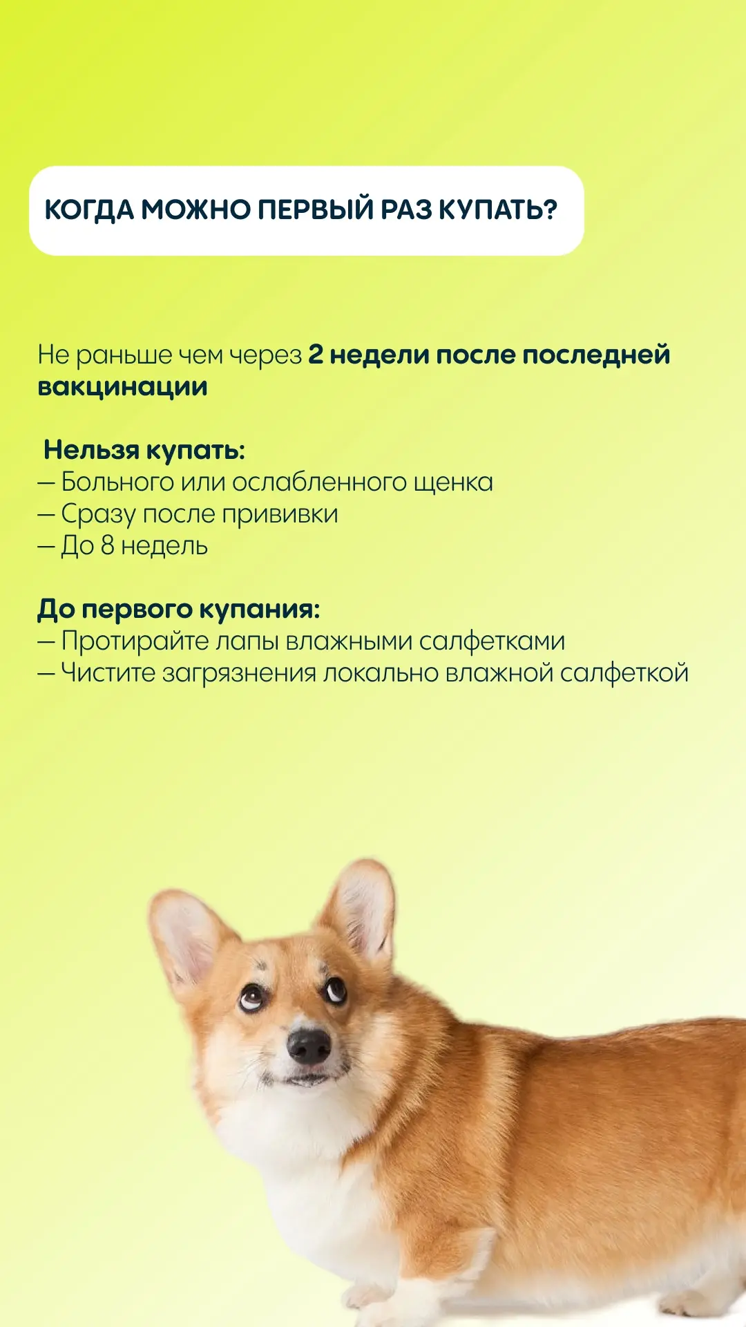 🐶 У меня появился щенок!