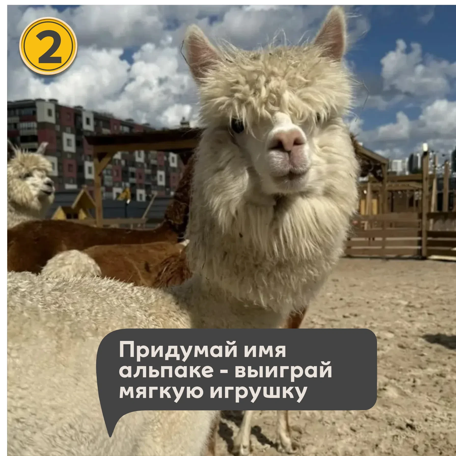 🦙 КОНКУРС: ПРИДУМАЙ ИМЯ АЛЬПАКЕ! vk.ru/alpaka_na_neve