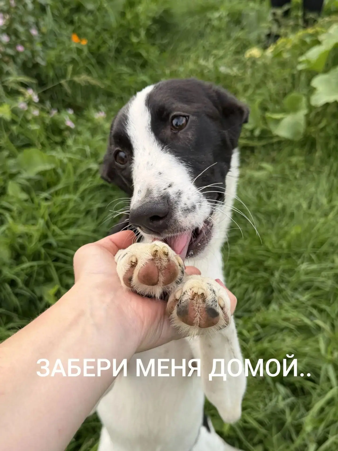 🐾 ТОМСК! ЯНА ЖДЁТ СВОЮ СЕМЬЮ 🐾
