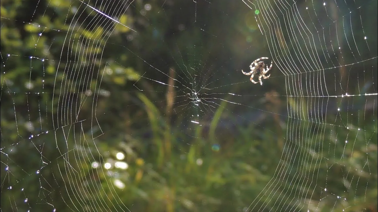 У паука-кругопряда (Araneus) паутина может растягиваться на 40% без разрыва