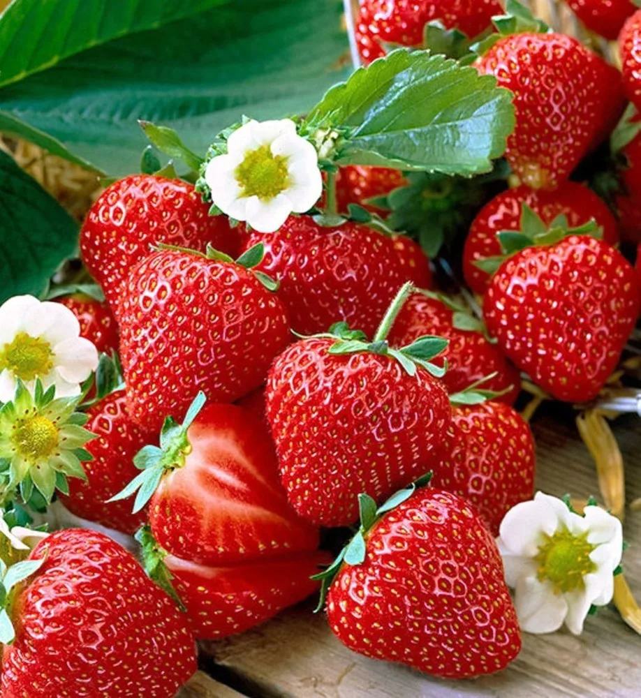 СЕЗОН КЛУБНИКИ объявляется открытым🍓🫶 

По этому поводу, в ближайшие дни буду выкладывать клубничн