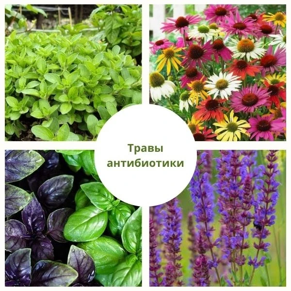 🌷Травы-антибиотики для здоровья