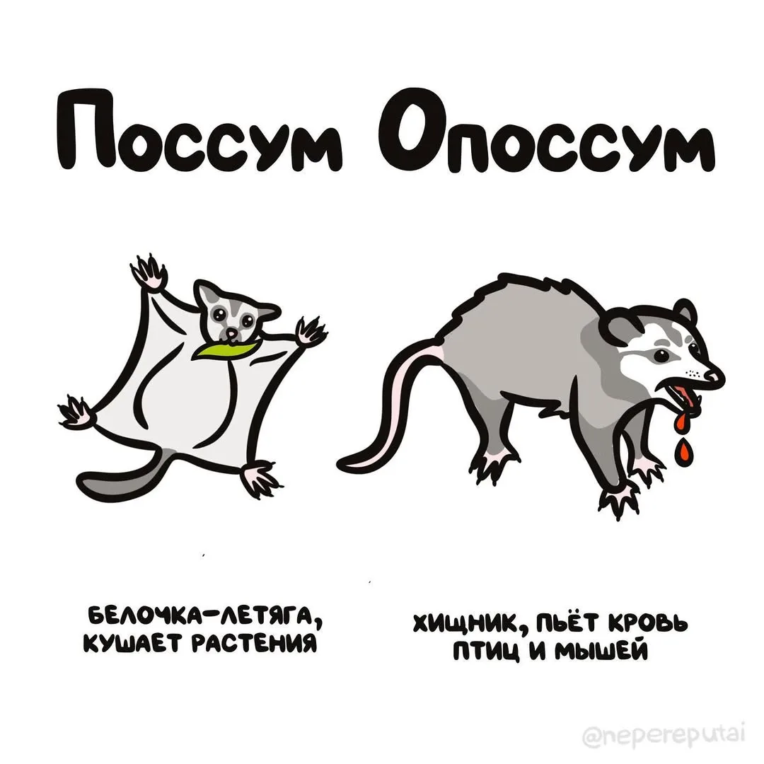 Дабы не опозориться в зоомагазине...