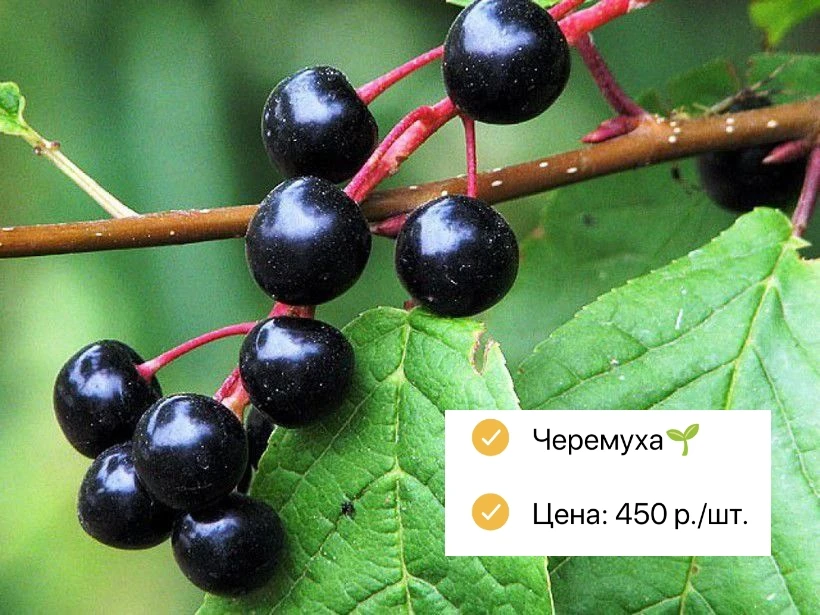 Саженцы плодовых и ягодных🌱