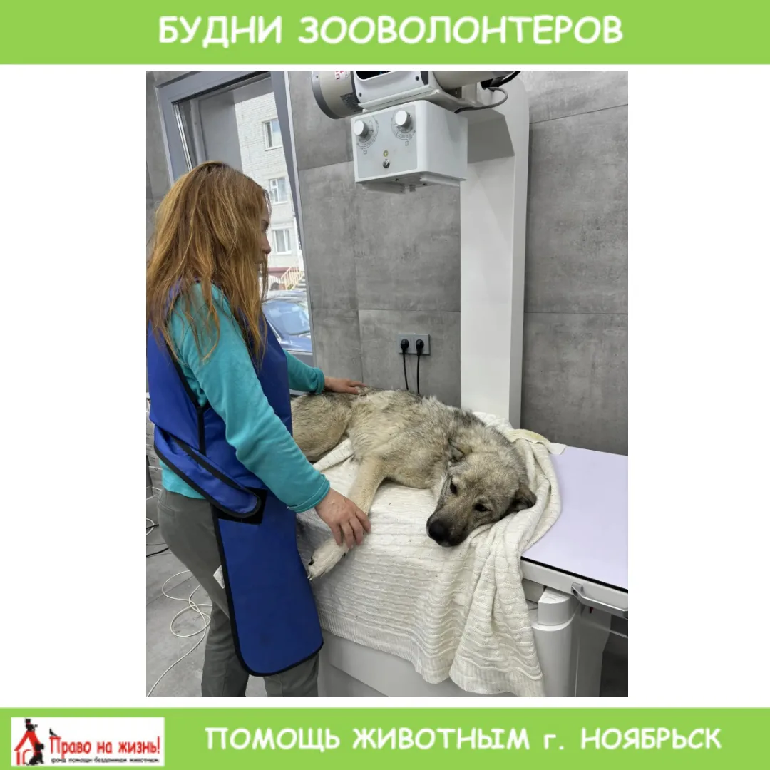 ИЗ БУДНЕЙ ЗООВОЛОНТЁРОВ 🐾

На этот раз помощь понадобилась давней волонтерской подопечной — трёхлап