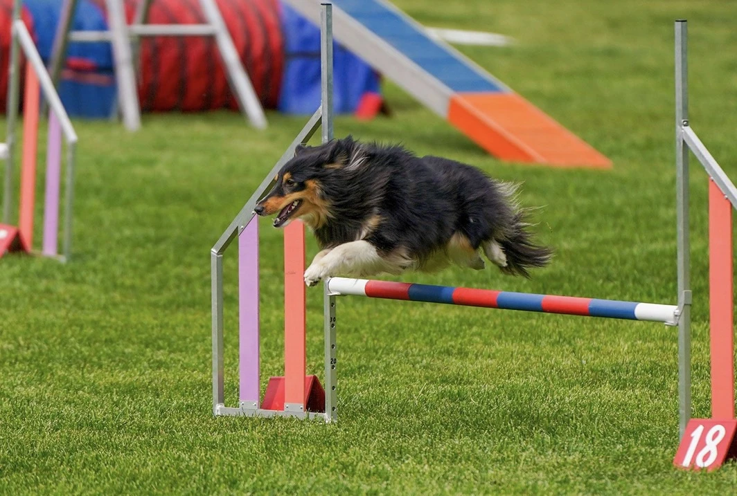 Спорт, праздник для питомцев и творчество: 29 августа в Перовском парке! 🐕🎶🎨🏃‍♂️