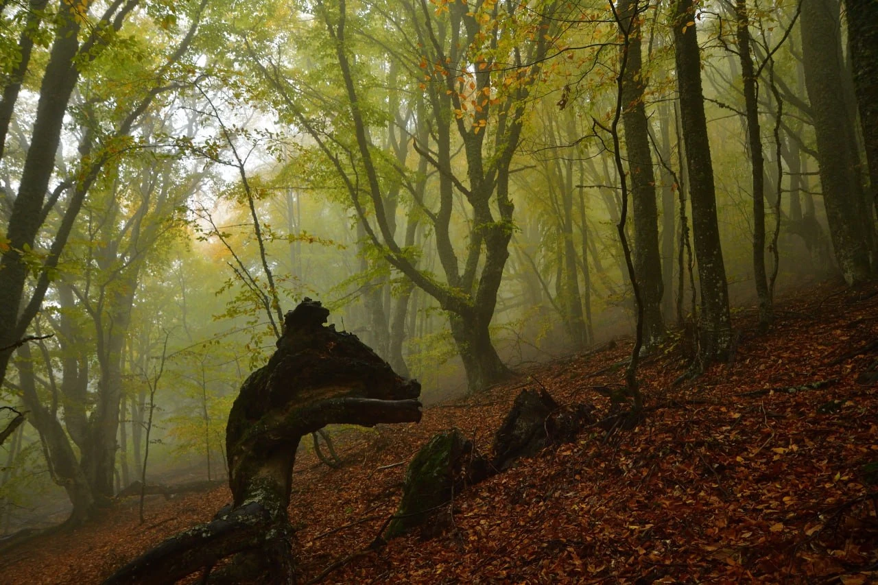 🍂🪾 Таинственный осенний лес на склоне Южной Демерджи.