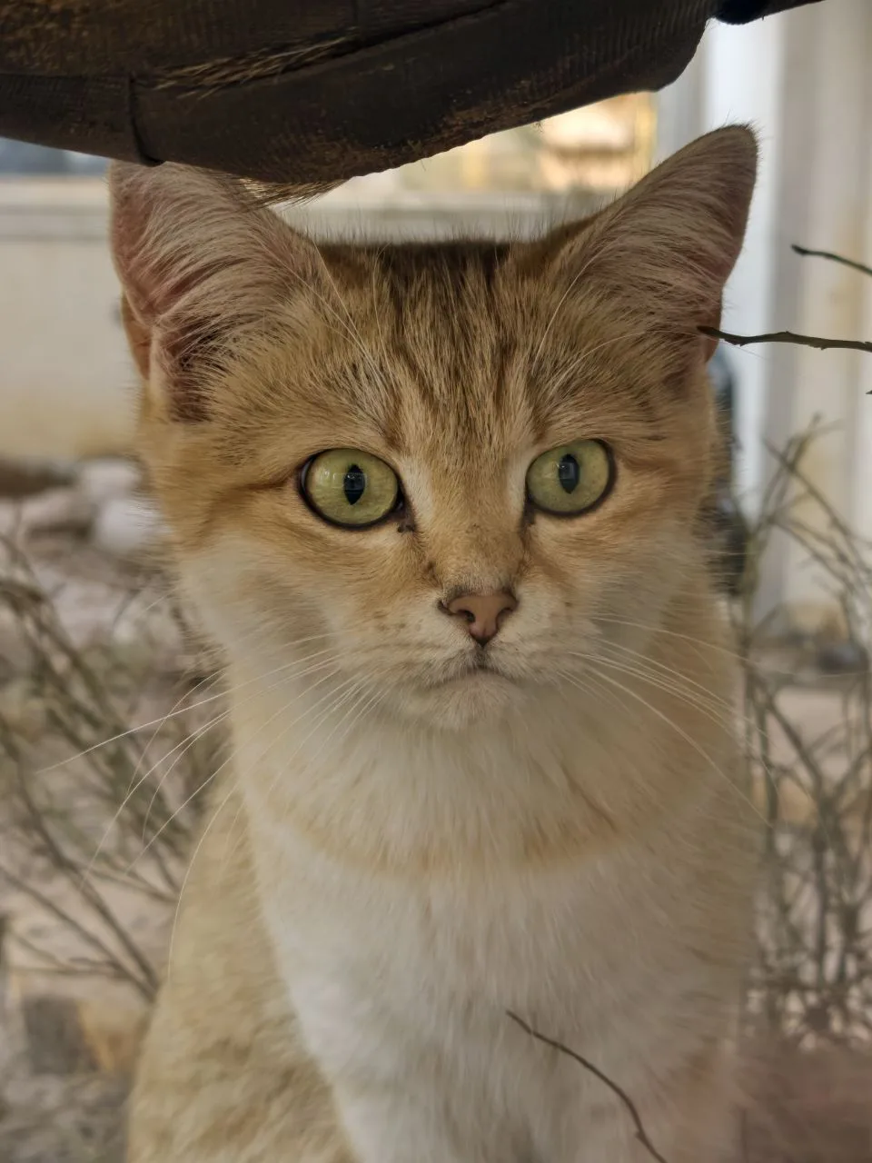 Барханные котики Персей и Персефона🐾