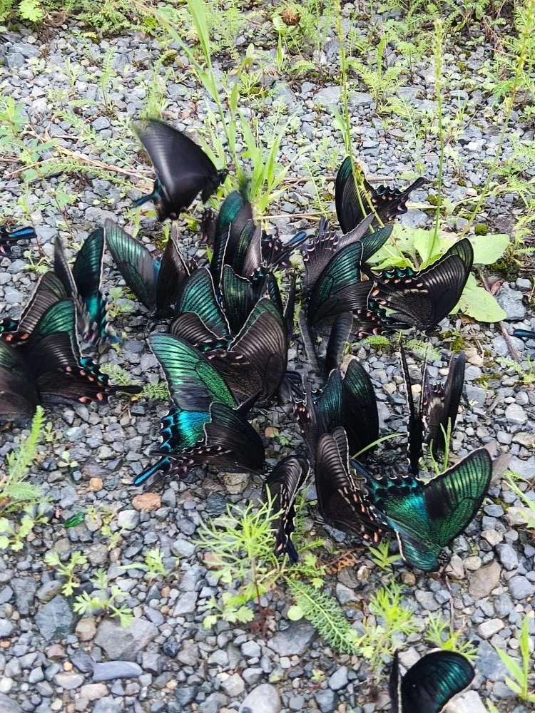 😍🦋
#Сукпай