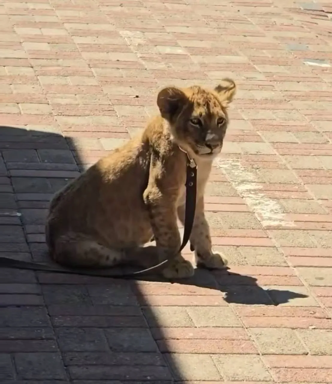 🦁 МВД начало проверку после появления в соцсетях видео с привязанным у кафе львёнком