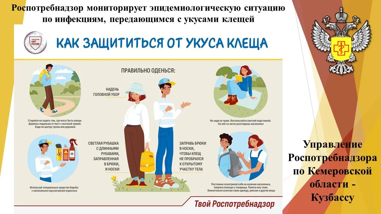 Роспотребнадзор мониторирует эпидемиологическую ситуацию по инфекциям, передающимся с укусами клещей