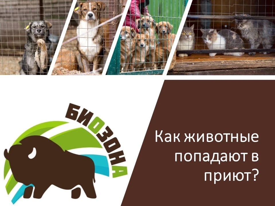 Часто нашим волонтёрам пишут в групповые чаты, звонят и присылают письма на почту приют...