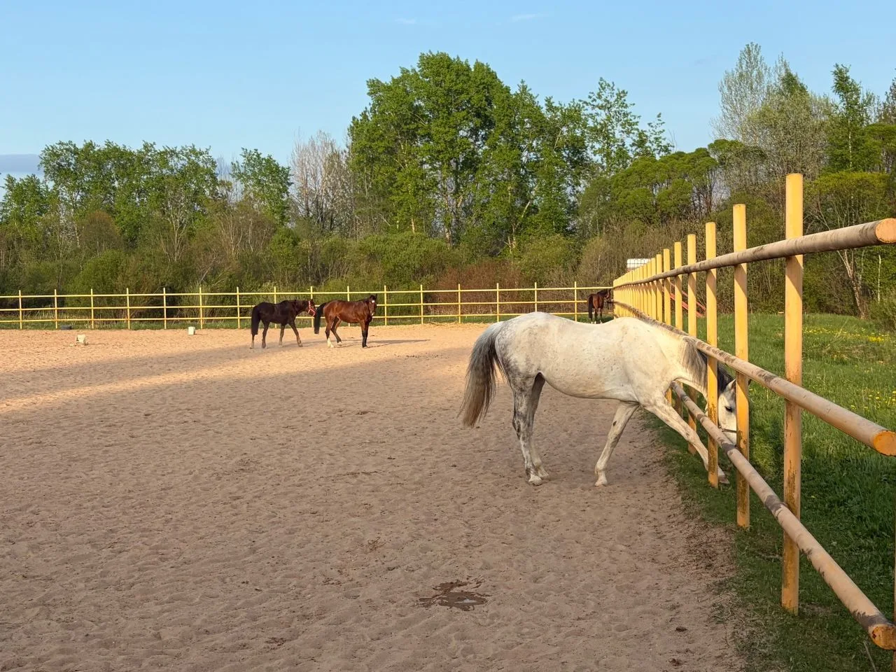 Хороший отдых - это отдых в хорошей компании 🐎🐎🐎🐎 или прогуляться после тренировки ...