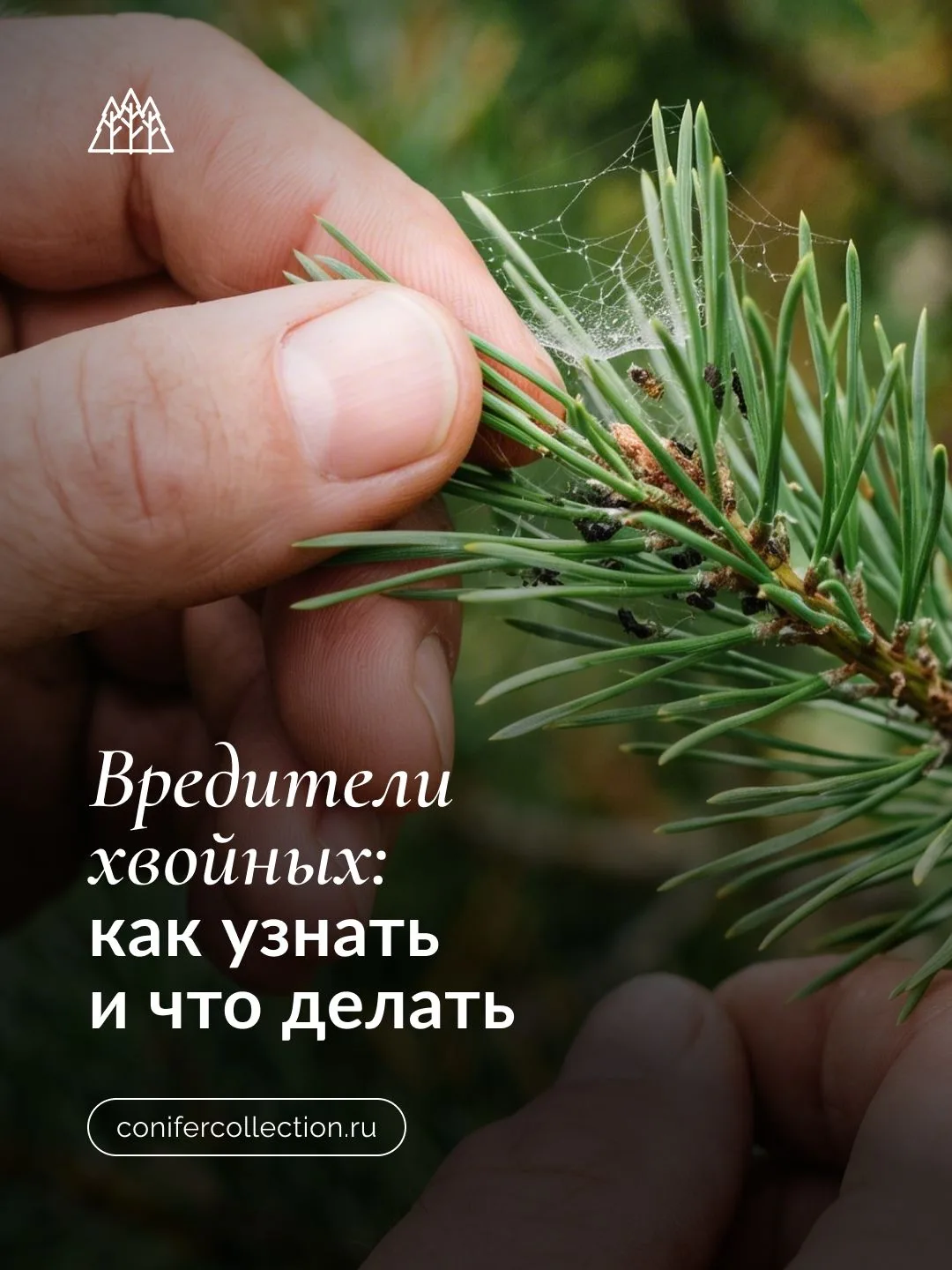 Хвойные без вредителей: как войти в сезон здоровым садом

Сейчас сад особенно отзывается на заботу. 