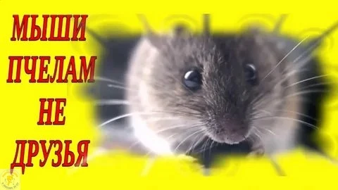 🐝 Мыши — тихие враги пасеки: как защитить пчёл зимой! 🐭