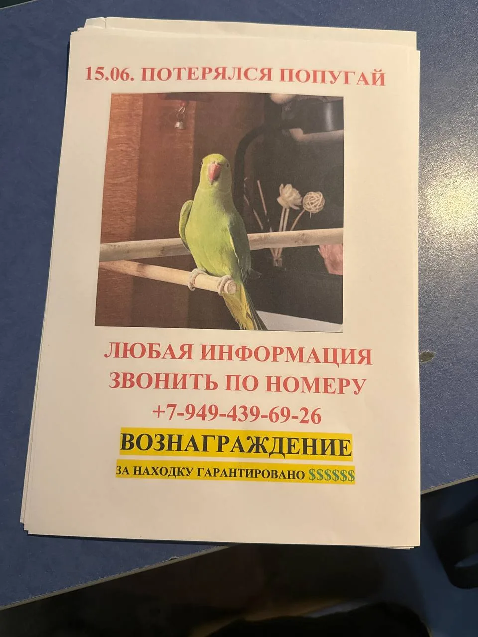 Улетел ожереловый попугай, если увидите, звоните сразу.