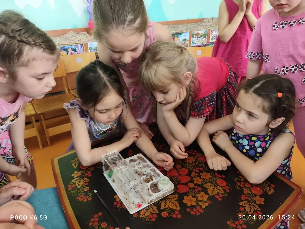 🐜 Муравьиная жизнь — под микроскопом!