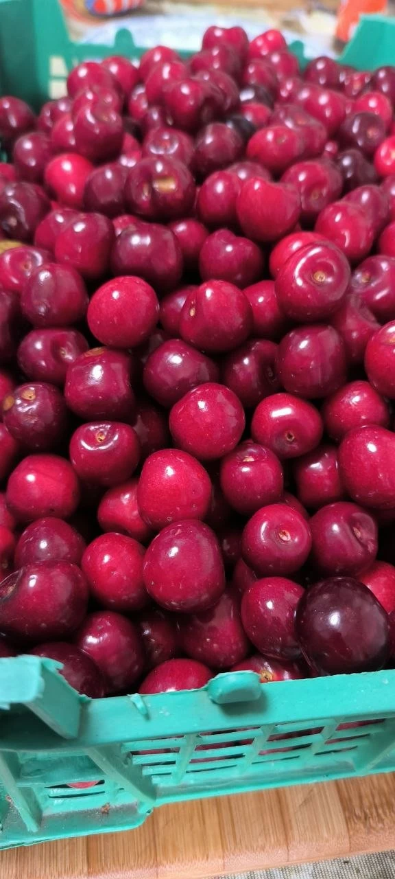 Продам черешню! Вкусная, не червивая. Цена 250₽ за кг. Район Бакинских Комиссаров, Куйбышевский райи