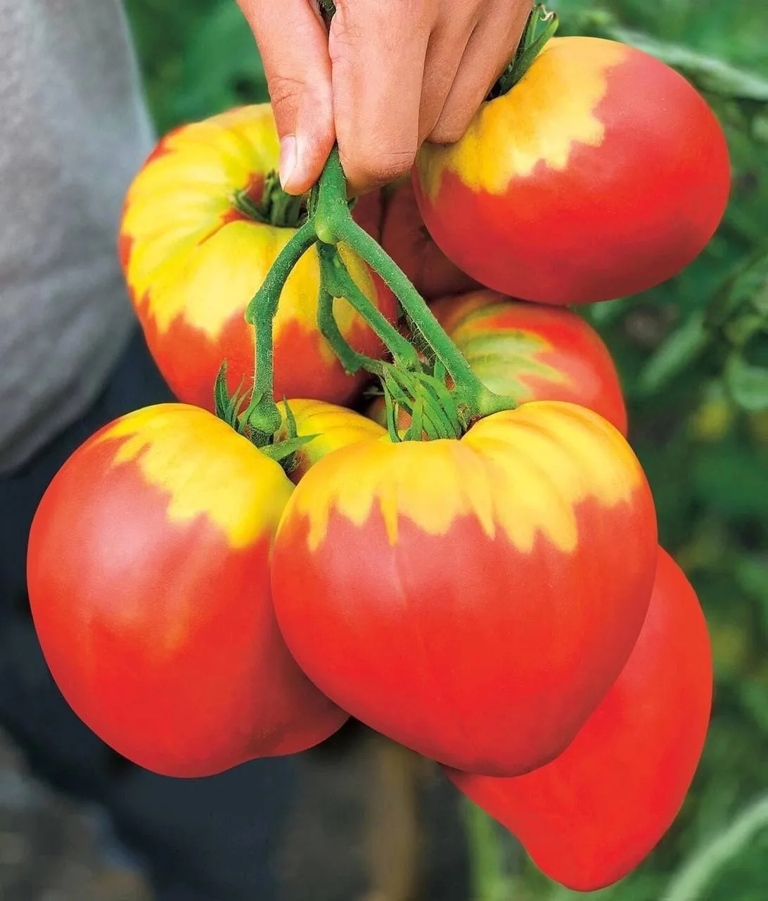 🍅 Томаты «Алая заря» - украшение огорода