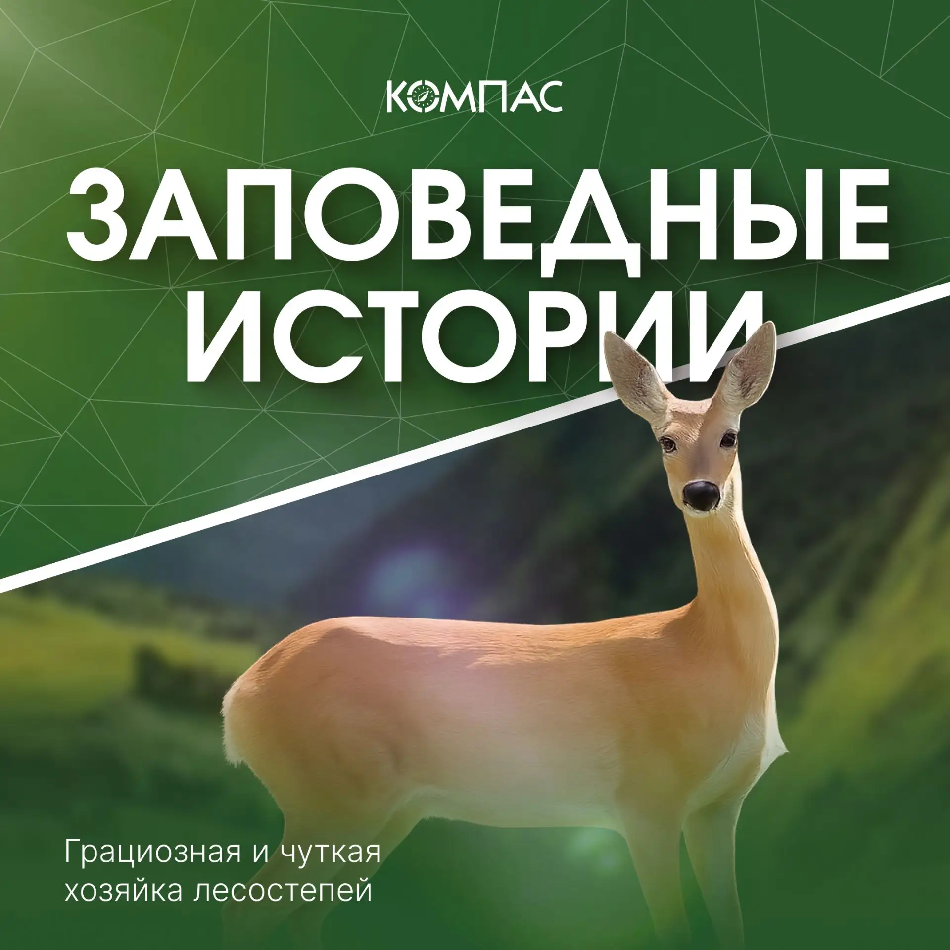 🐾 Заповедные истории | Сибирская косуля