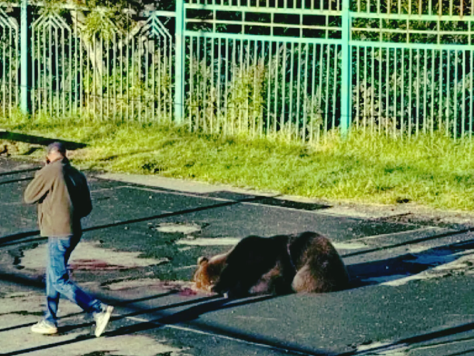 В Петропавловске-Камчатском с июня ликвидировали семь медведей.