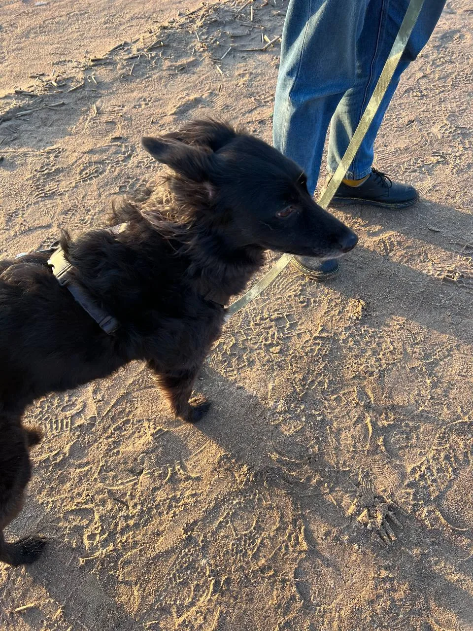🐕‍🦺Знакомьтесь, это Миша из ЖК «Новая Алексеевская роща»  Хозяева взяли эту обаятельную малышку на п