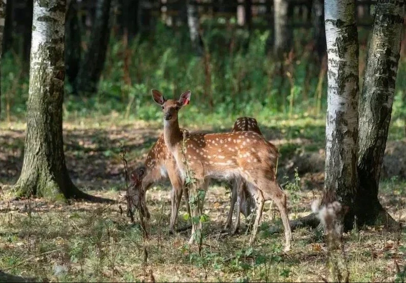 🦌 В «Лосином острове» начался гон у пятнистых оленей