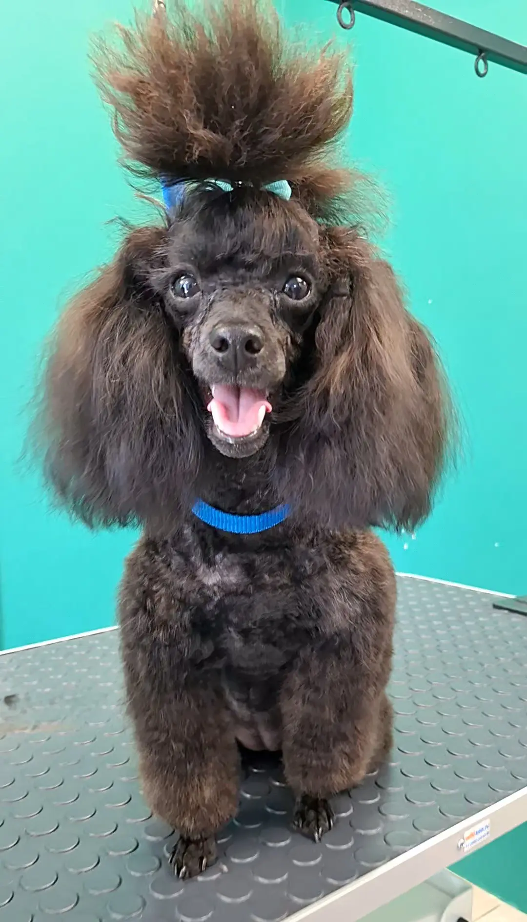 Знакомьтесь, это наша очаровательная пуделица Долли! 🐩