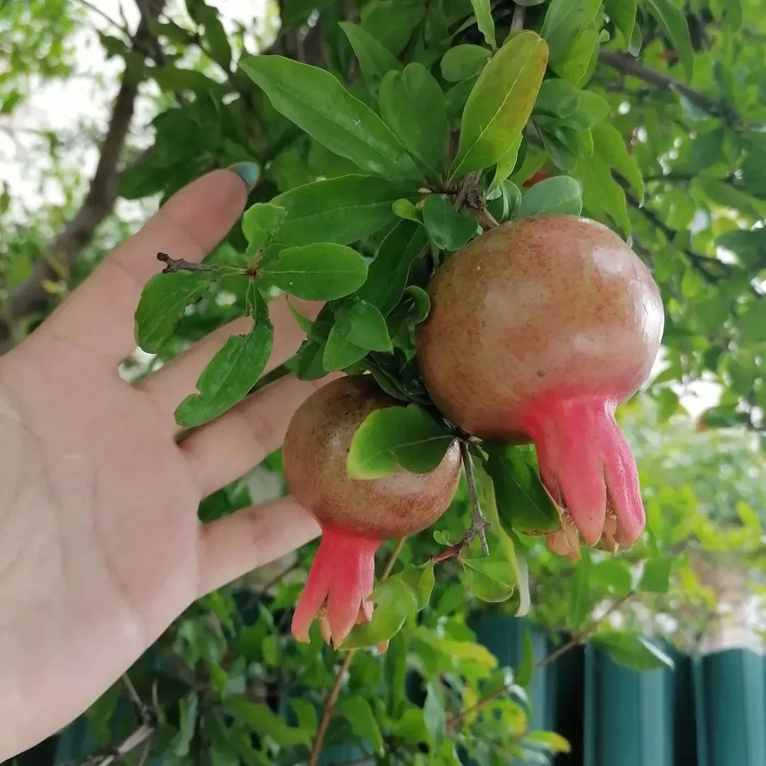 Такой крассавчик-гранат вырос 😊