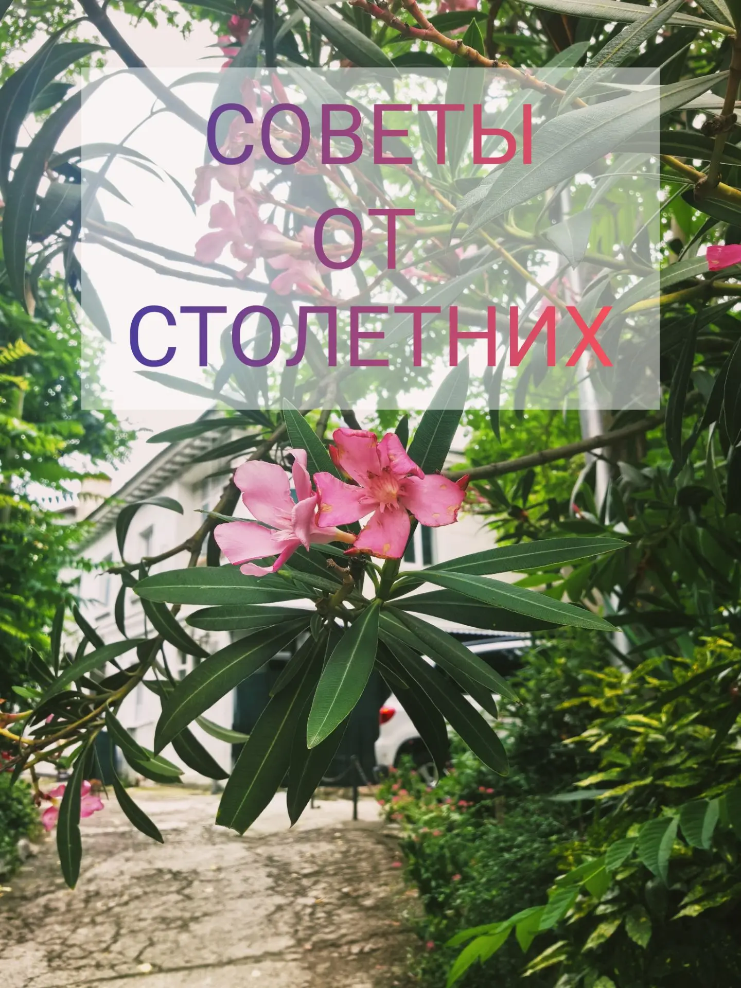 🌸Люсиль Льюис размышляет о пути к счастью
☀️Жизнь — это радость. Здесь все зависит от человека. Буд