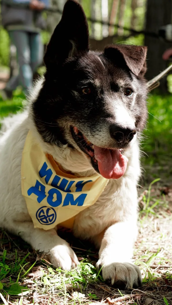 🐕 В парке Маяковского, 23 мая, в парке снова пройдёт фестиваль по пристрою животных «Дорога домой». 