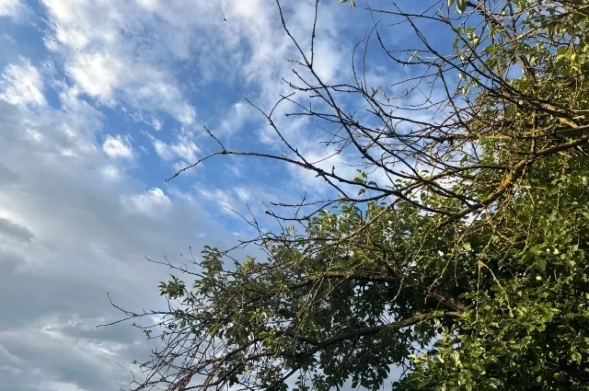 🌳 Дзержинский район Волгограда украсят 345 деревьев и кустарников