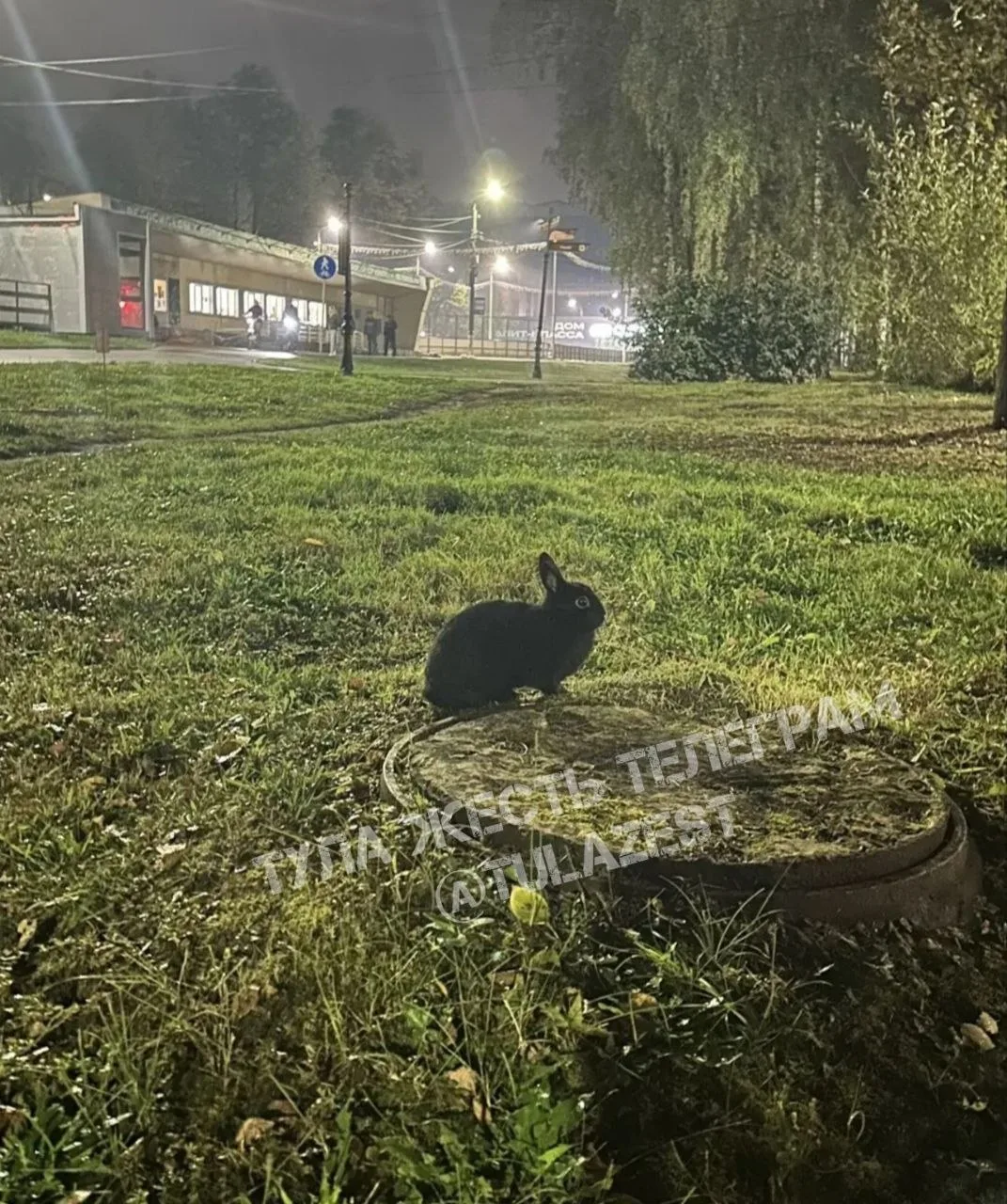 В Белоусовском парке заметили черного кролика.