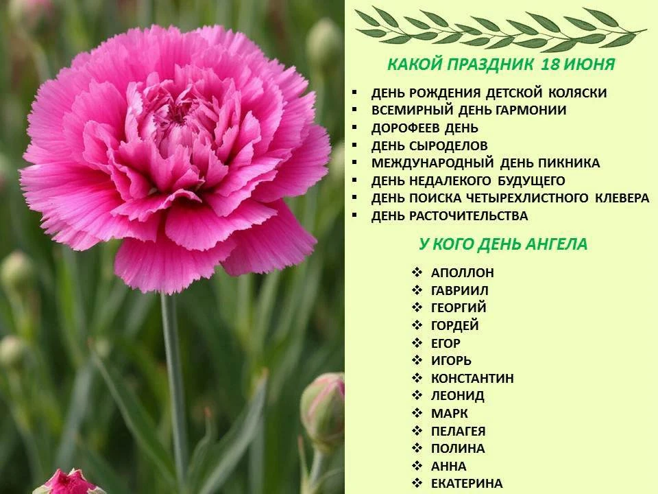 🌷Сегодня 18 июня 2026 года, четверг