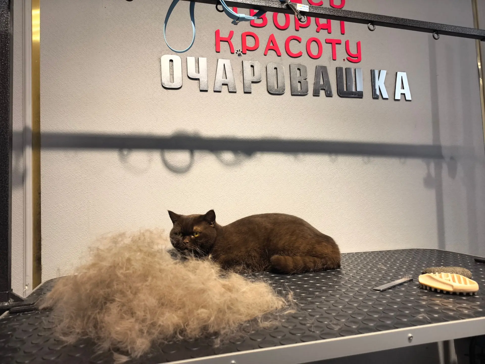 Бетти сегодня приходила на сухой вычес без мытья, в следующий раз уже помоемся и дочеше...