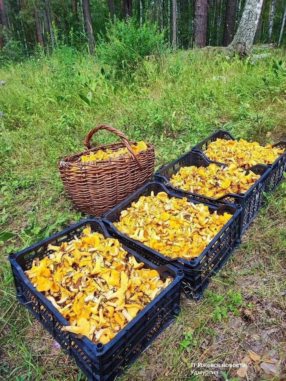 🍄 Грибное нашествие происходит в лесах Удмуртии