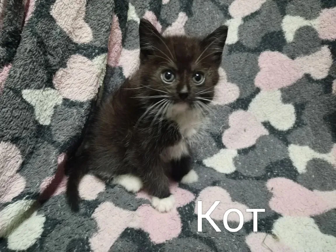 🐈 Котята в поисках дома, примерный возраст 1-2 месяца
😻 Адекватные, ручные
✅ Кастрированы
📥 Ходят