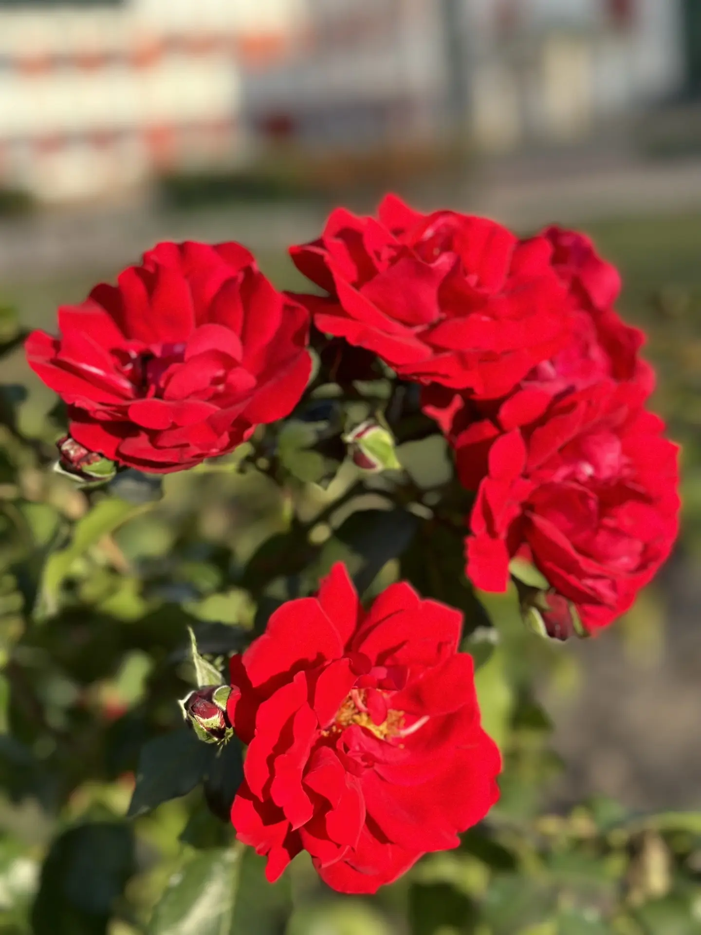 🌹Доброе утро в #школаЖиронкина