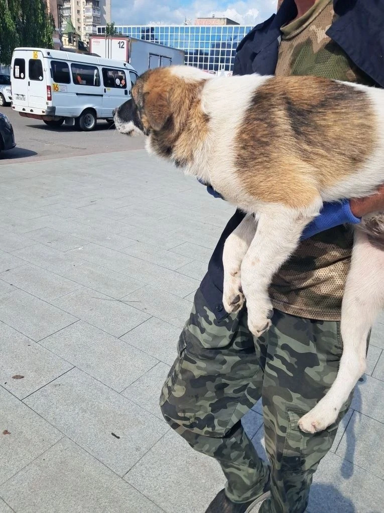 Служба отлова провела очередной выезд на территорию привокзальной площади.
 
Специалистами было отло