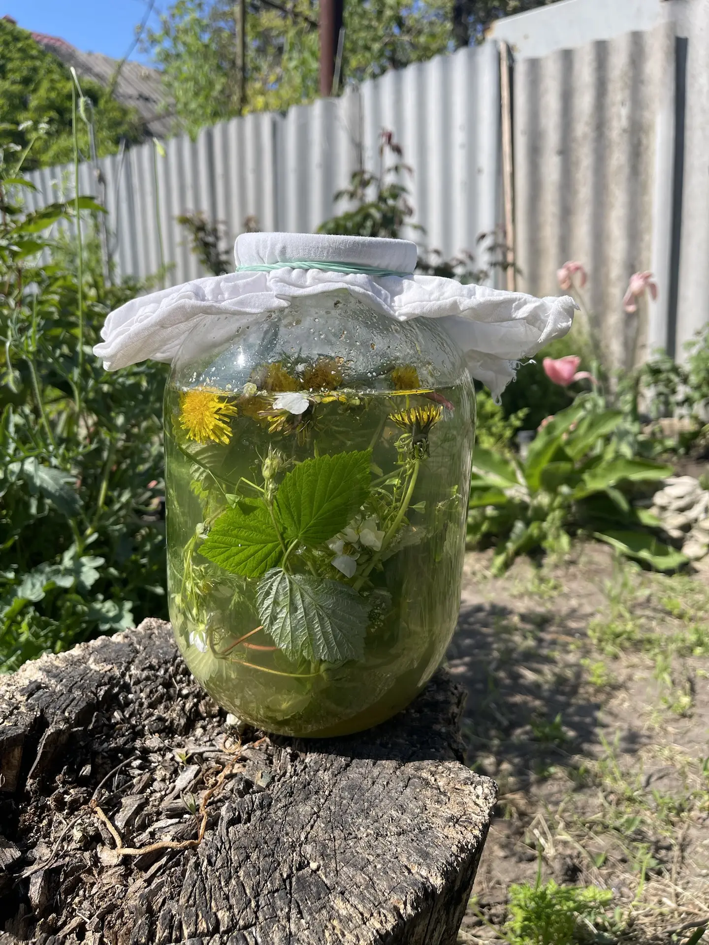 Сурица из одуванчиков — настоящий эликсир здоровья! 🌼