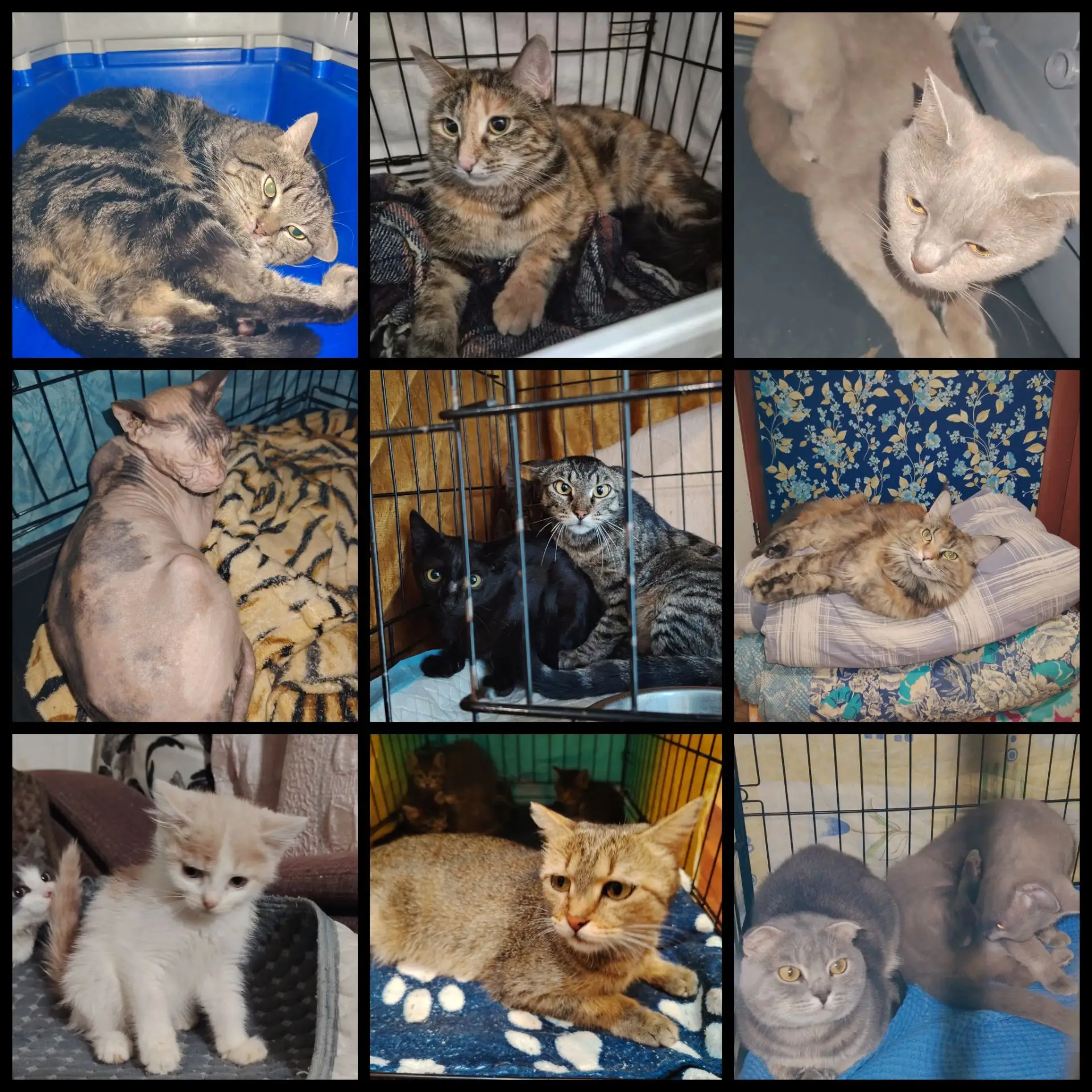 ❤️ Котики приюта «Дом Бастет» очень ждут вашей помощи! ❤️