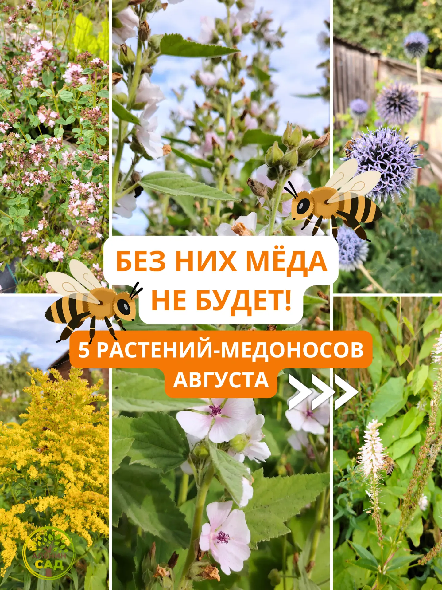 Из чего делают мёд? 5 растений-медоносов из моего сада в авсгусте
