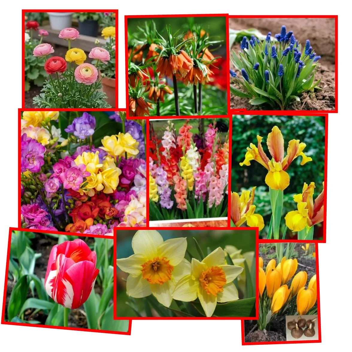 💐ЛУКОВИЦЫ 💐